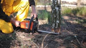 Professional Tree Care Services in Denison, TX